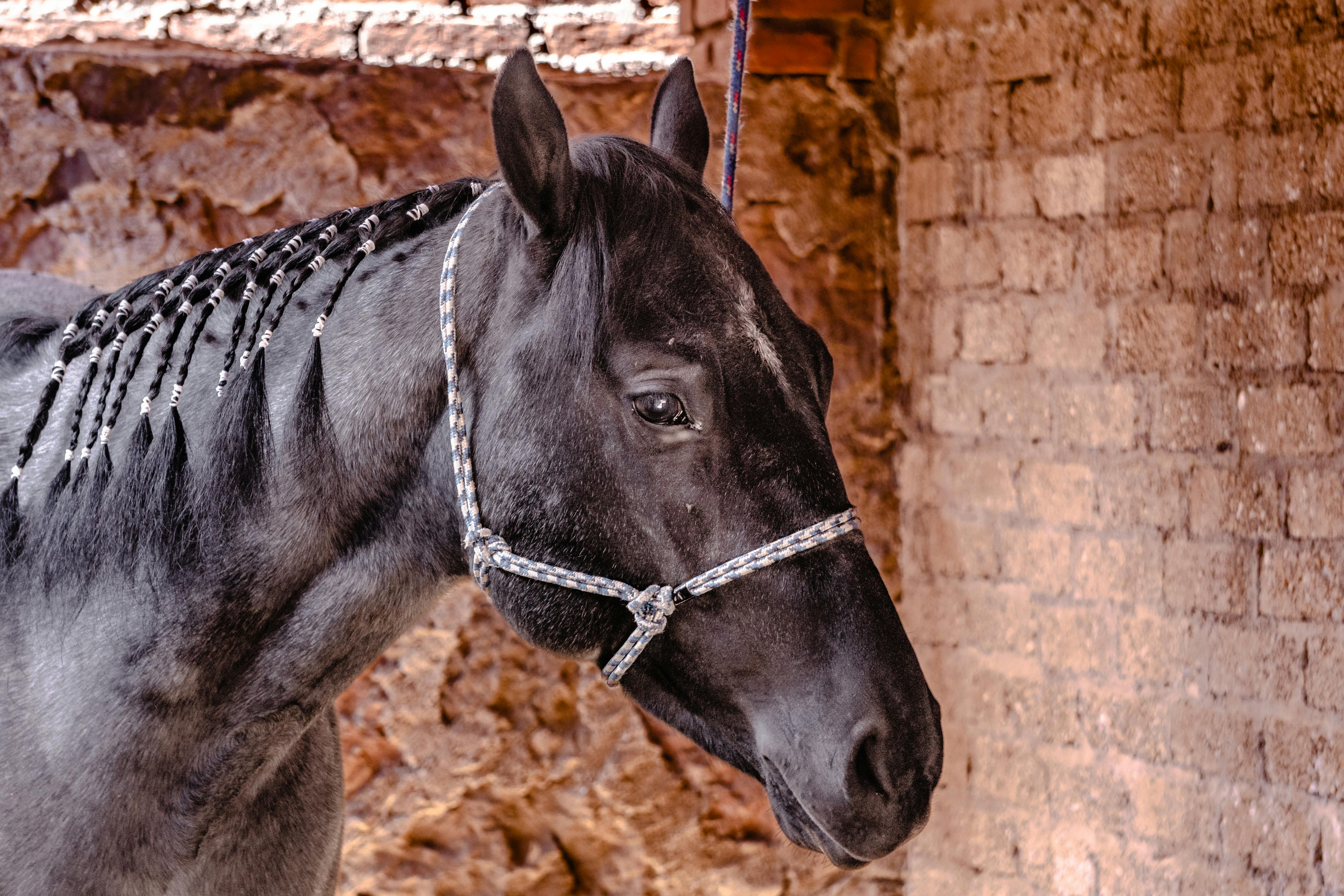 Velvet Eclipse Z Horse thumbnail