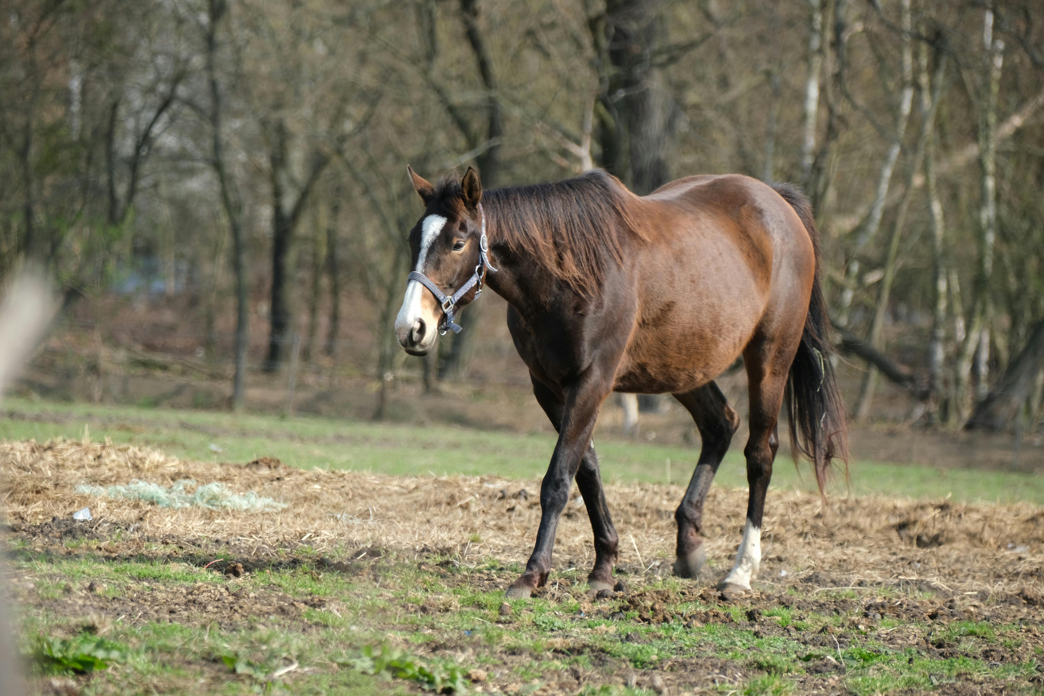Silver Storm Z Horse thumbnail