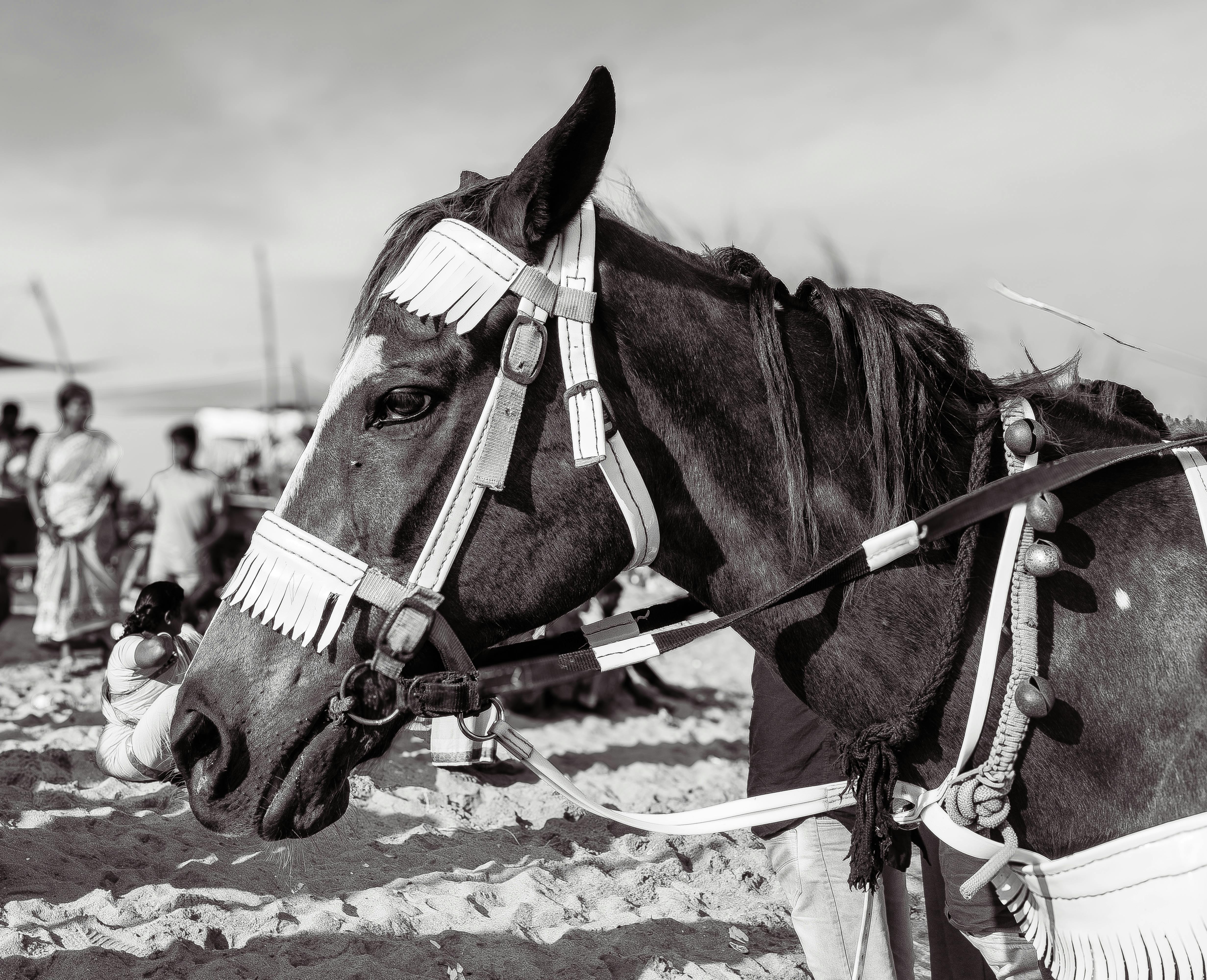 Velvet Eclipse Z Horse thumbnail
