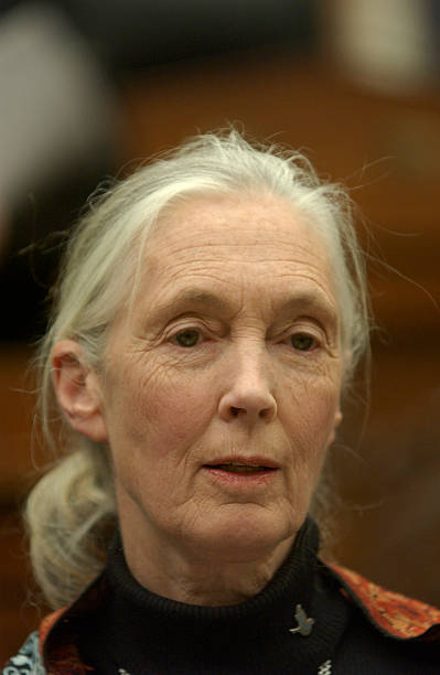 photo-Jane Goodall 2001