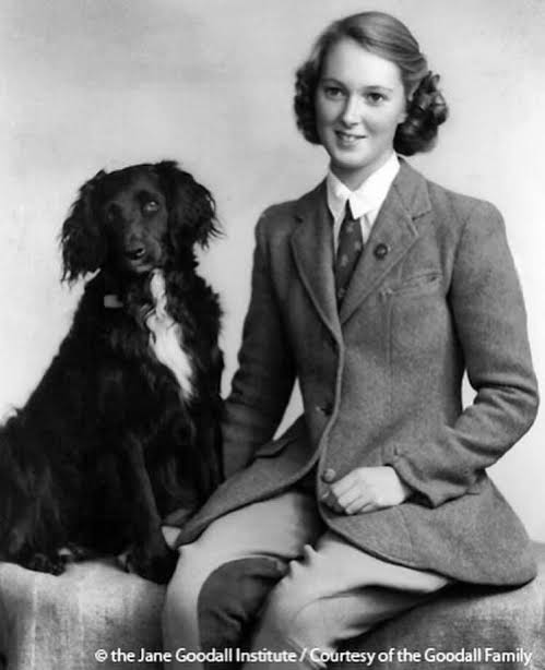 photo-Jane Goodall 1954