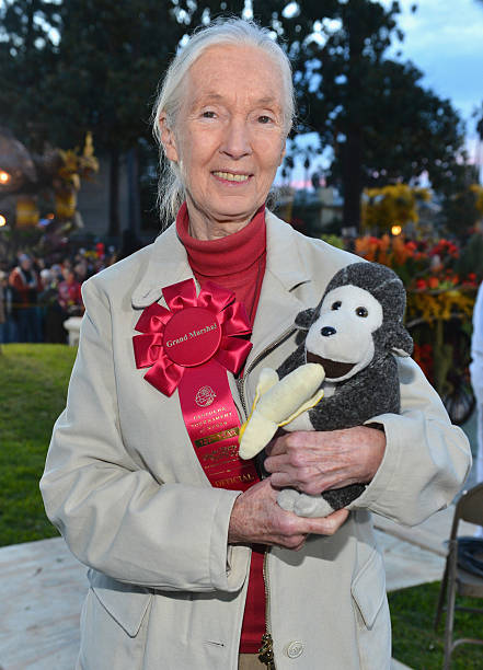 photo-Jane Goodall 2013