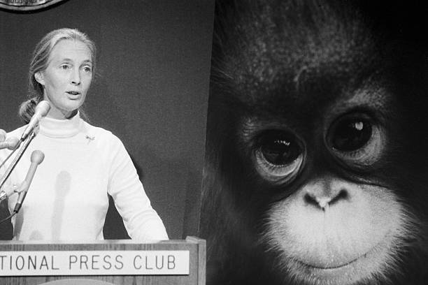 photo-Jane Goodall 1985