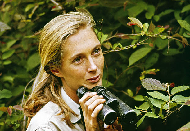 photo-Jane Goodall 1965