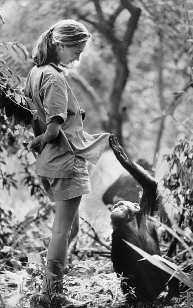 photo-Jane Goodall 1972