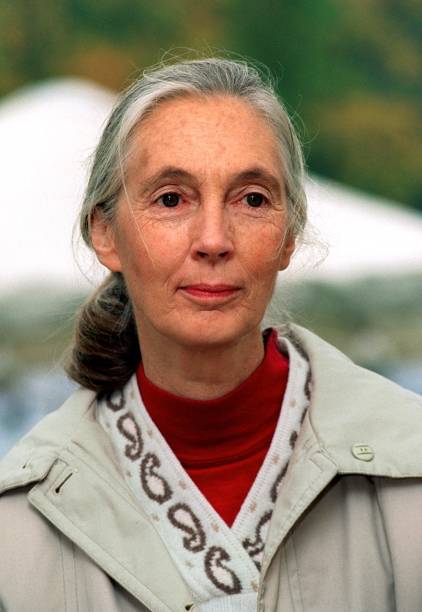 photo-Jane Goodall 1993