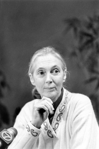 photo-Jane Goodall 1991