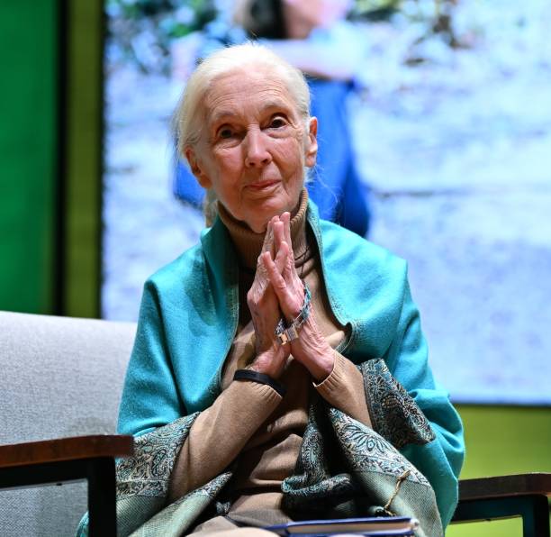 photo-Jane Goodall 2024
