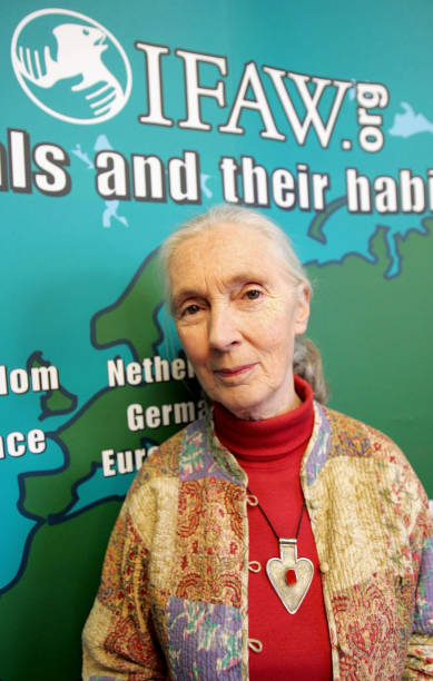 photo-Jane Goodall 2005