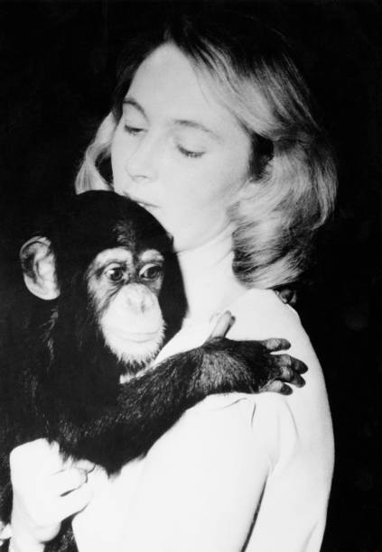 photo-Jane Goodall 1964