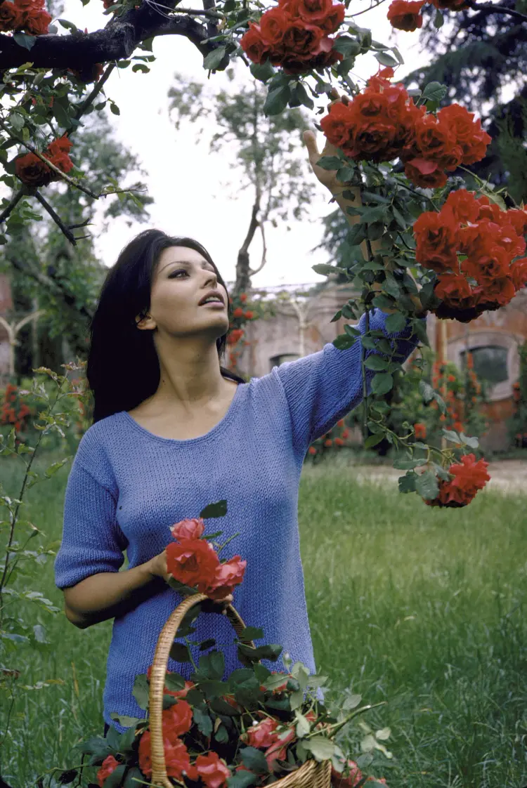 photo-Sophia Loren 1964