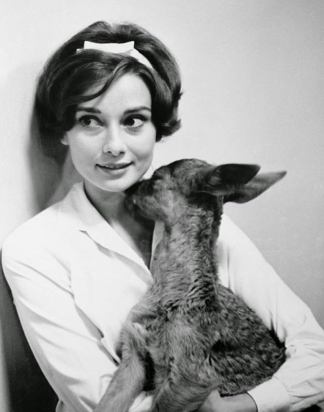 photo-Audrey Hepburn 1959