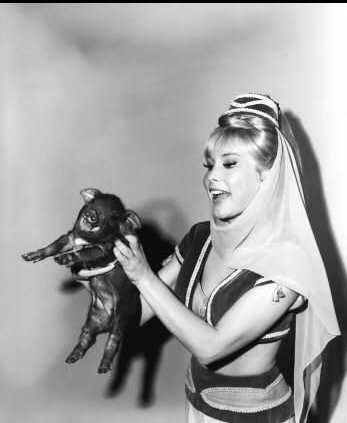 photo-Barbara Eden 1966