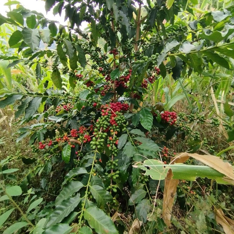 JAVA EL EDÉN