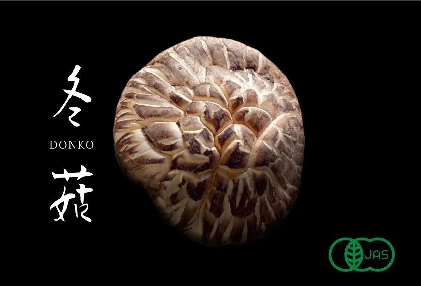 A thick, rounded donko dried shiitake cap, its surface cracked pale white, on black.