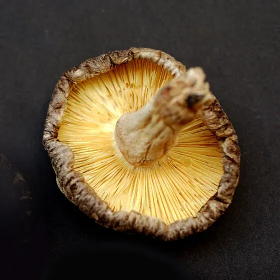 Koushin: an opened cap, thinner in the flesh than a donko.