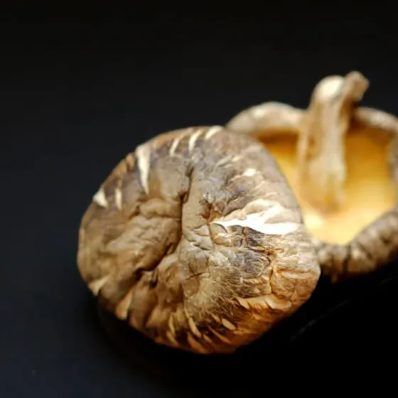 Kouko: a single large, thick-fleshed cap turned to show its pale gills.