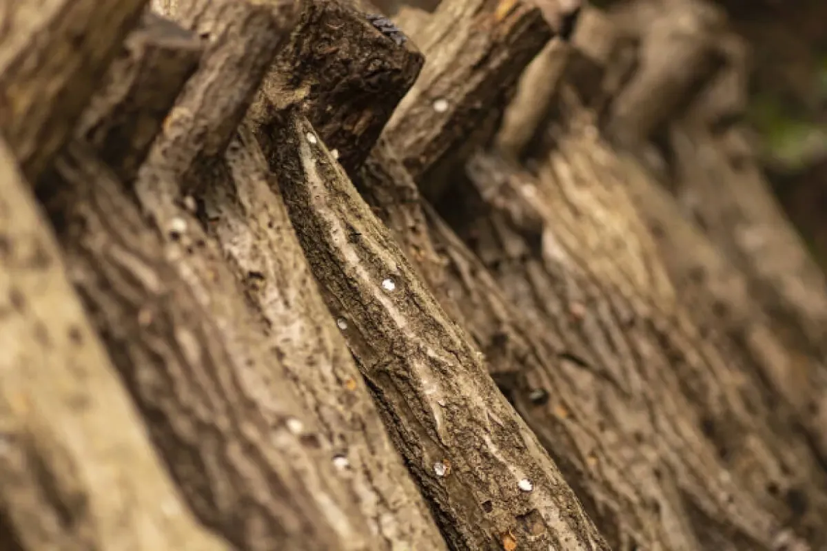 Close-up of a cut kunugi log driven with shiitake spawn dowels, stacked in the shade with others