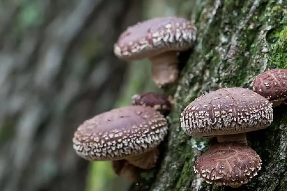 Shiitake fruiting from the bark of a kunugi oak log standing in a shaded raising yard