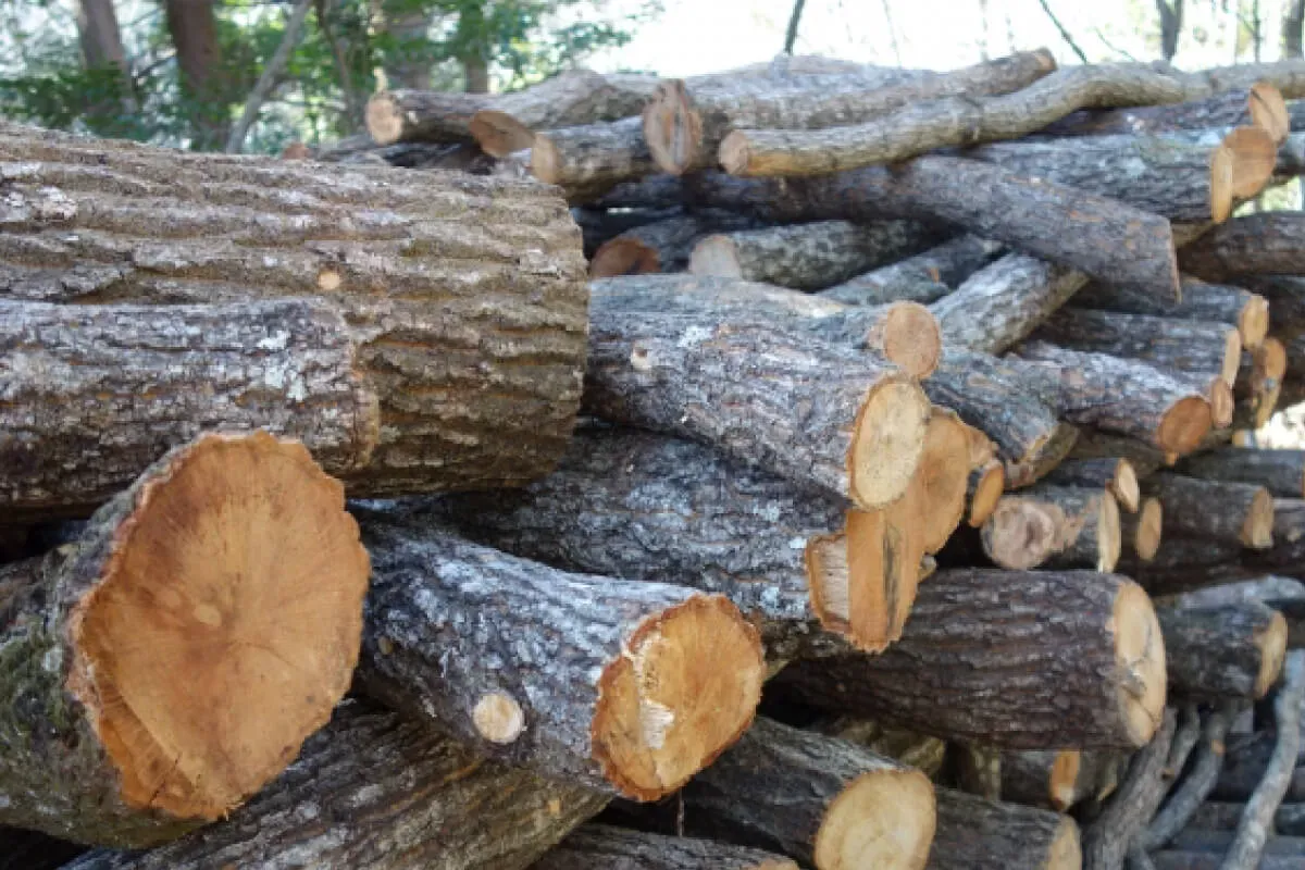 Freshly cut hardwood logs stacked at a log-grown shiitake cultivation site.