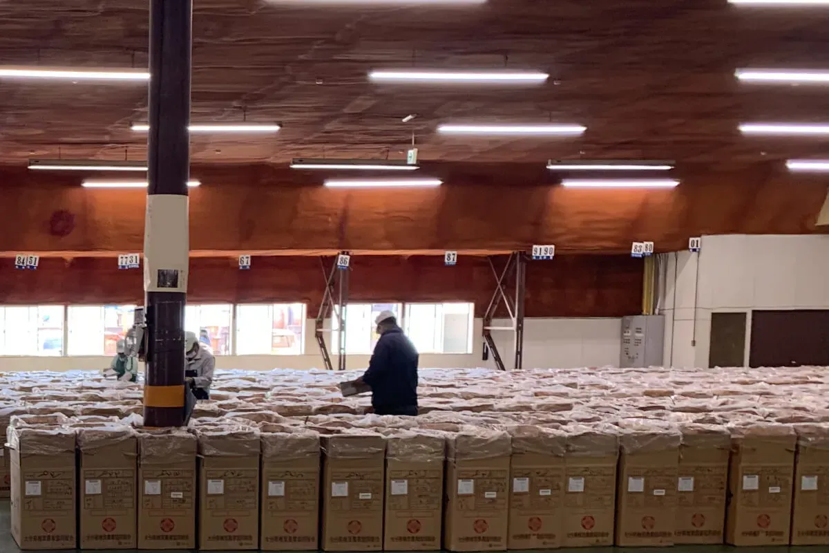 Boxed lots of dried shiitake laid out in long rows in the cooperative's auction hall