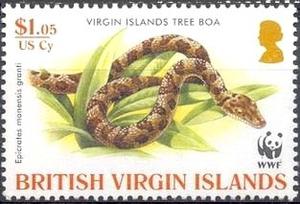 Virgin Islands tree boa