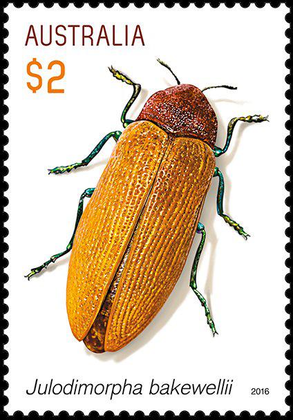Coin Jewel Beetle Julodimorpha bakewellii-Jewel Beetles-Australia Austrália undefined