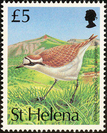 Coin St Helena Plover Charadrius sanctaehelenae-Birds definitives-Saint Helena Saint Helena undefined