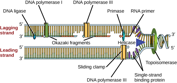 gene expression, transcription, translation, protein synthesis, gene regulation