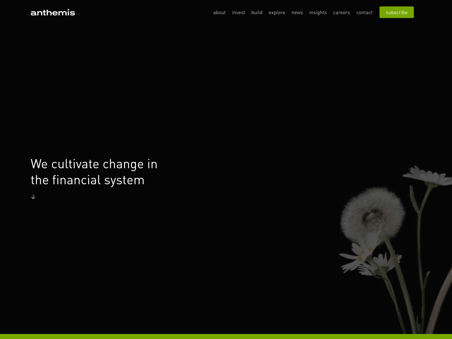Anthemis