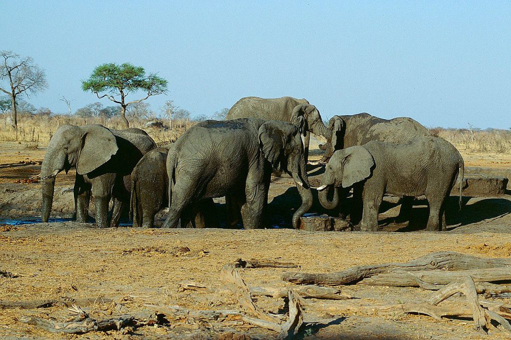 辛巴威萬基國家公園（Hwange National Park）的象群（圖／Jürgen Kehrberger／CC BY-SA 3.0）