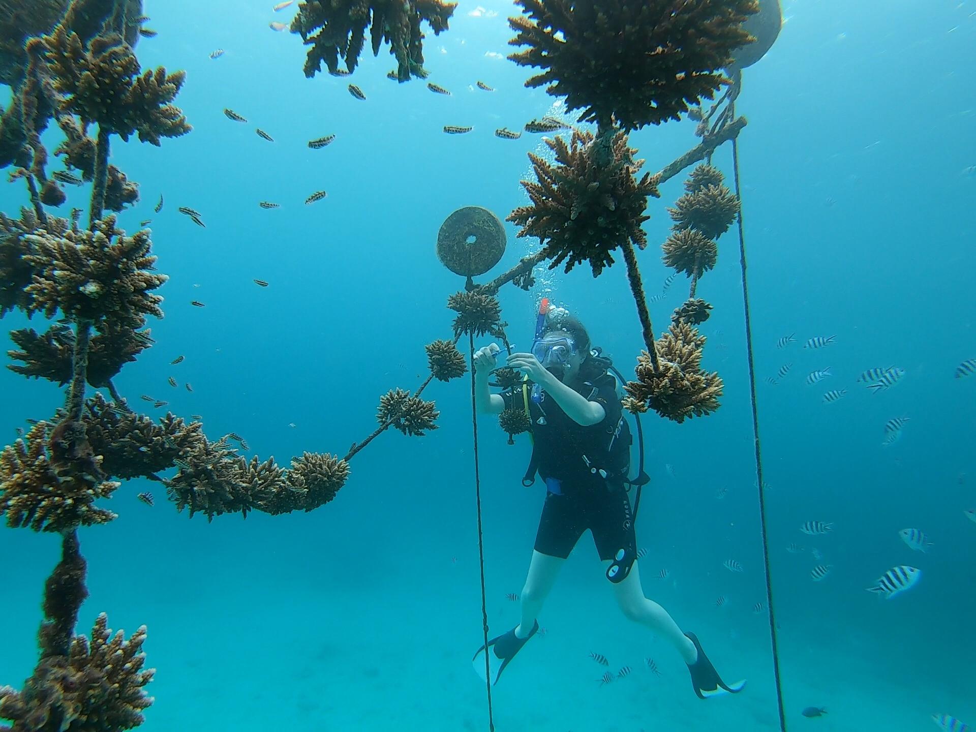 塞席爾珊瑚白化 東非島國告急（圖／Marine Conservation Society Seychelles (MCSS)）