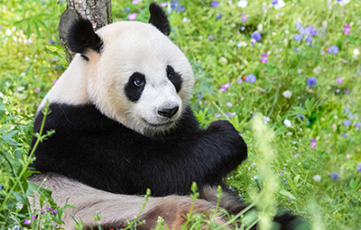 荷蘭屋維漢茲動物園（Ouwehands Dierenpark）的貓熊（圖／Ouwehands Dierenpark）