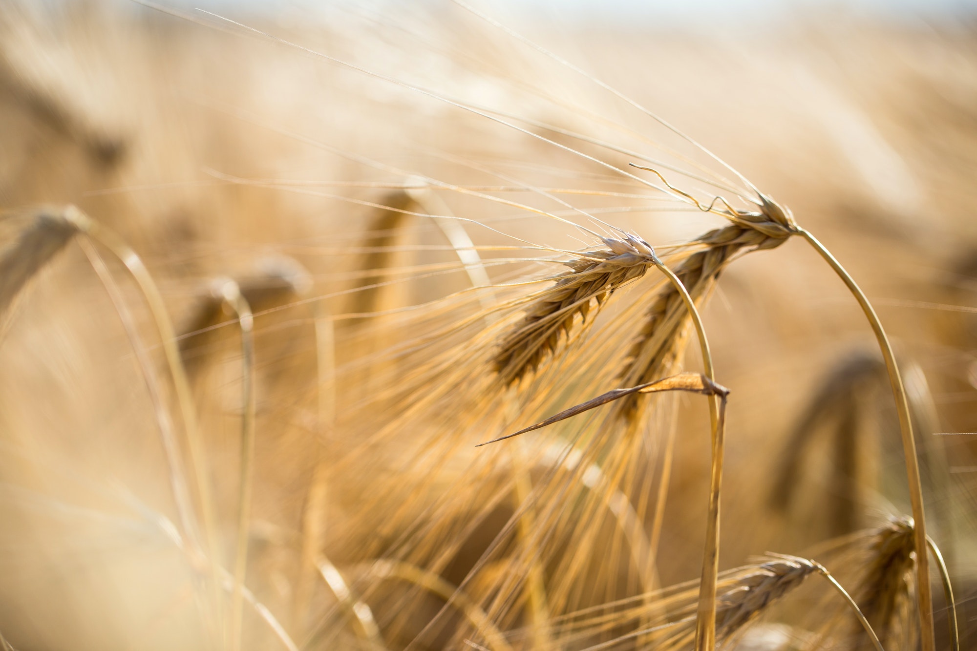 golden barley field and sunny day