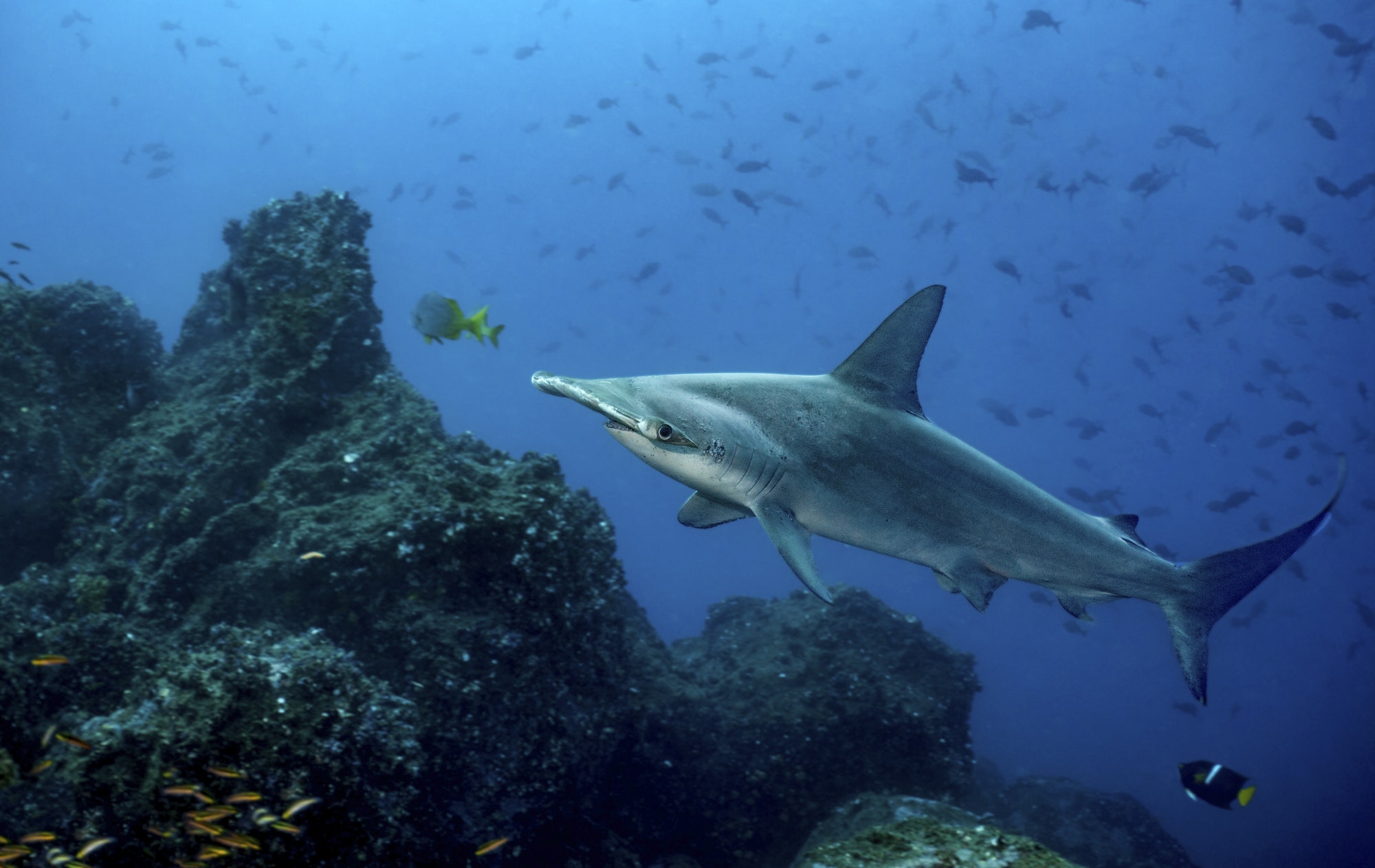 Scalloped hammerhead shark swimming among other fish over the seabed, Galapagos Islands