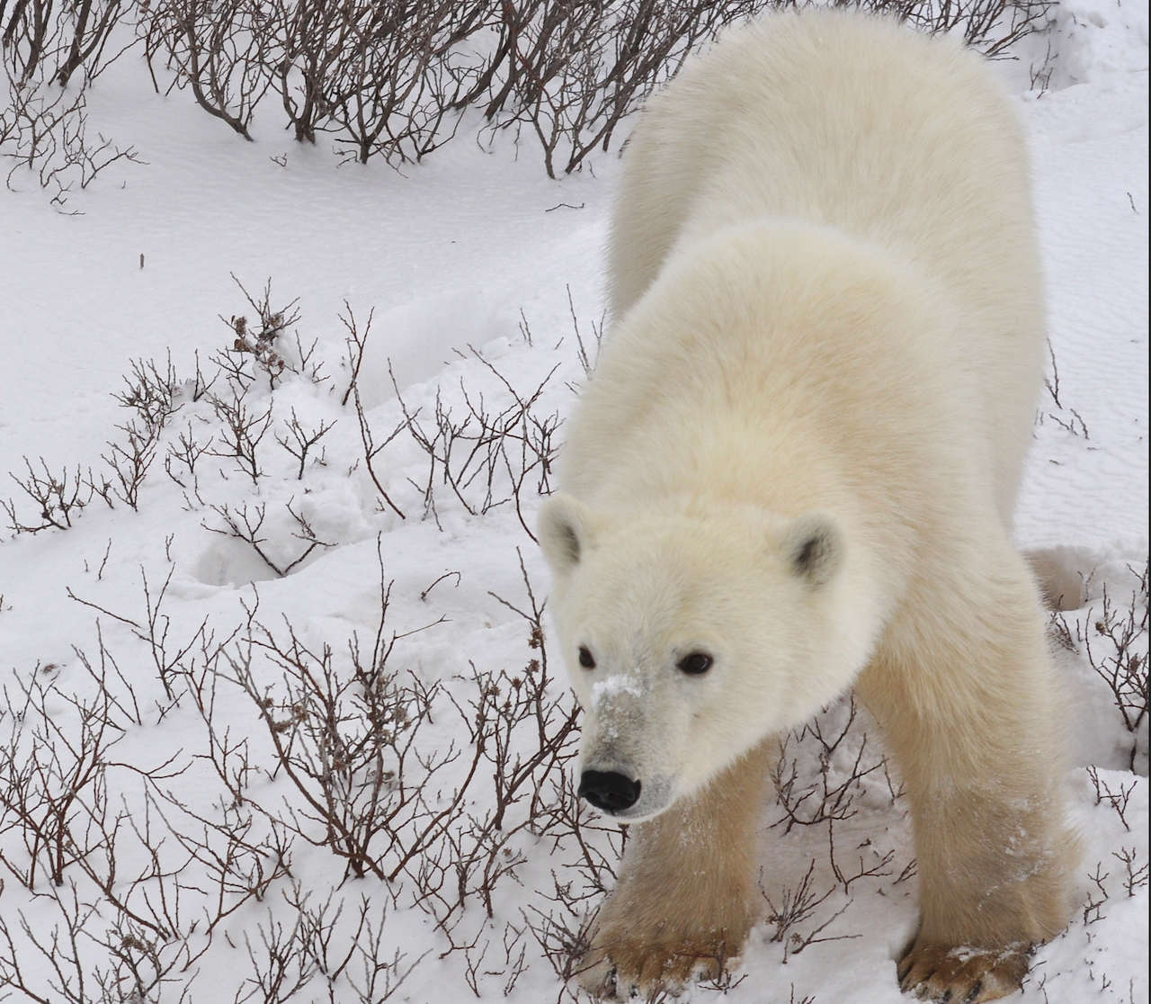 北極熊 Polar Bear（Teresa／CC BY 2.0）