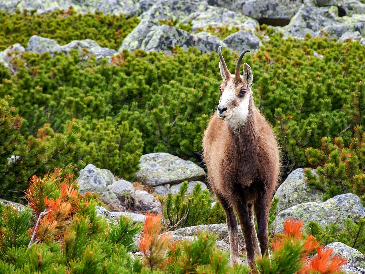 Tatra Chamois 波蘭 Tatra 羚羊（圖／Jakub Fryš／CC BY-SA 4.0）