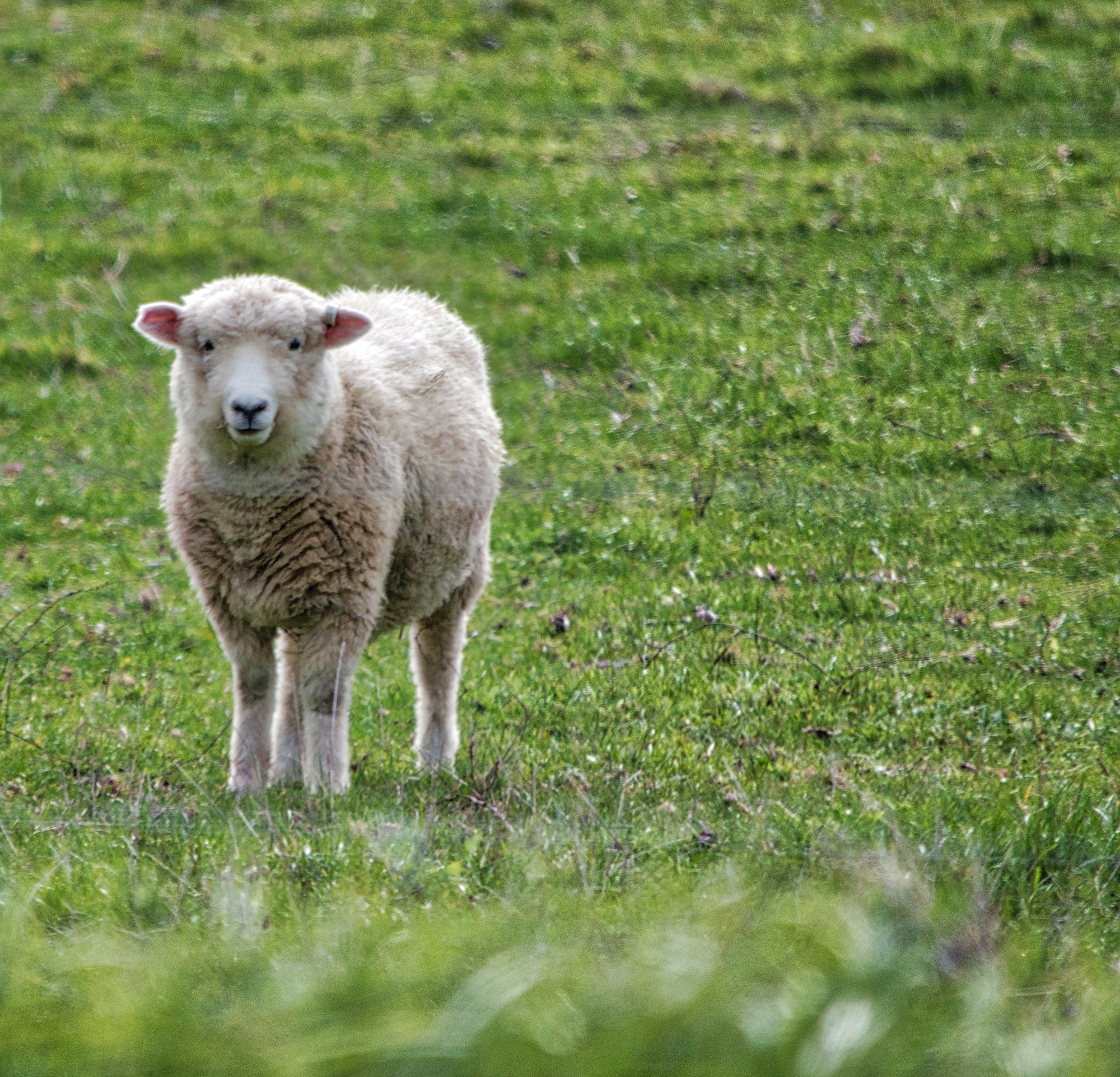 Nominated- Mary had a little lamb