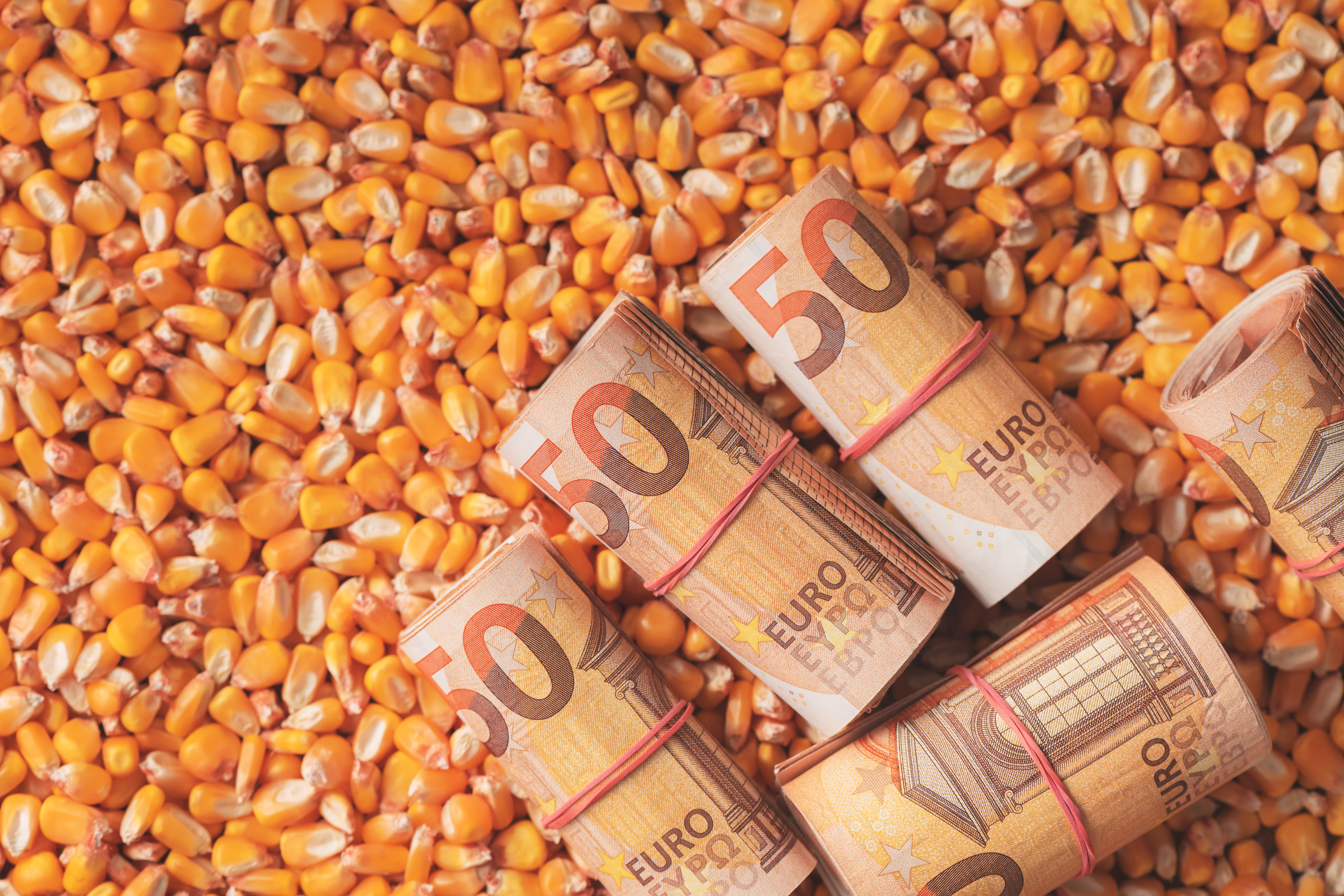 Fifty euros bankrolls, rolled European Union currency money over harvest corn maize grain