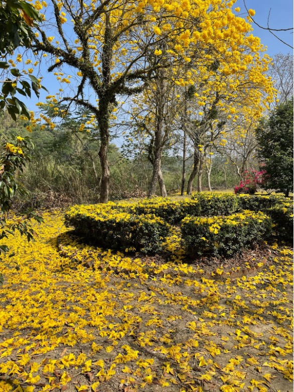 竹崎公園盛開的黃花風鈴木。／圖：陳竹奇提供