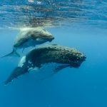 Underwater shot of humpback whales swimming in the Pacific Ocean