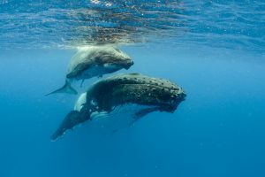 Underwater shot of humpback whales swimming in the Pacific Ocean