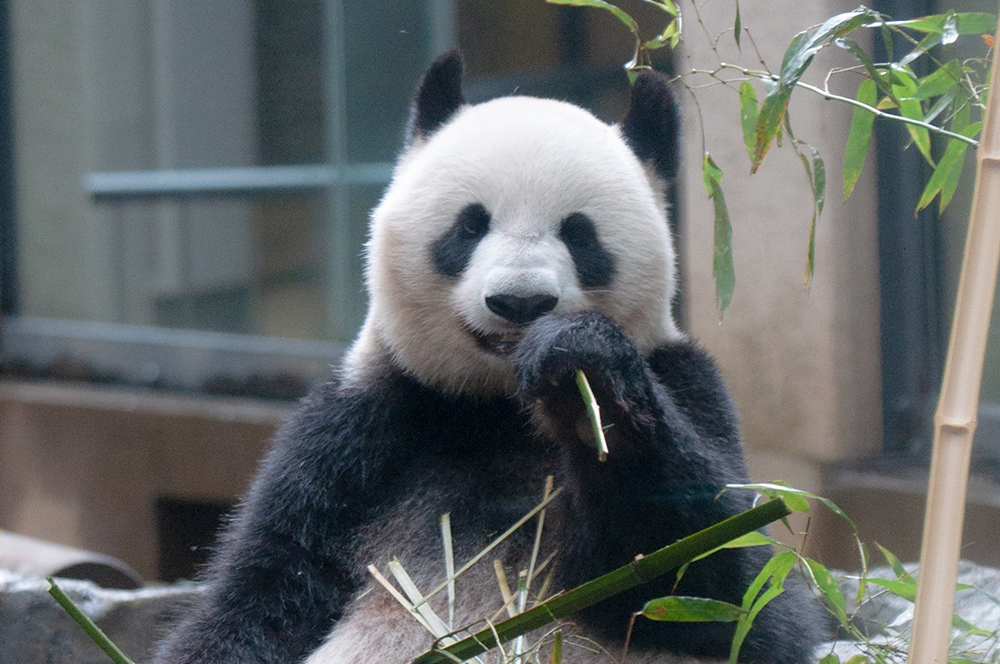 上野動物園の基本情報 どうぶつとはな