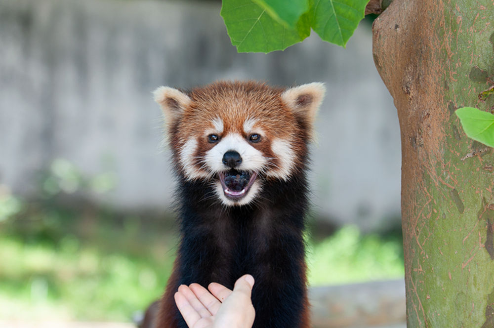 ひなた レッサーパンダ どうぶつとはな