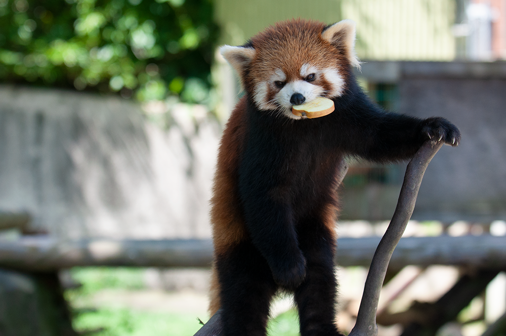 かんた レッサーパンダ どうぶつとはな