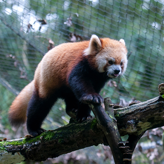 レッサーパンダ ララ 多摩動物公園（小）