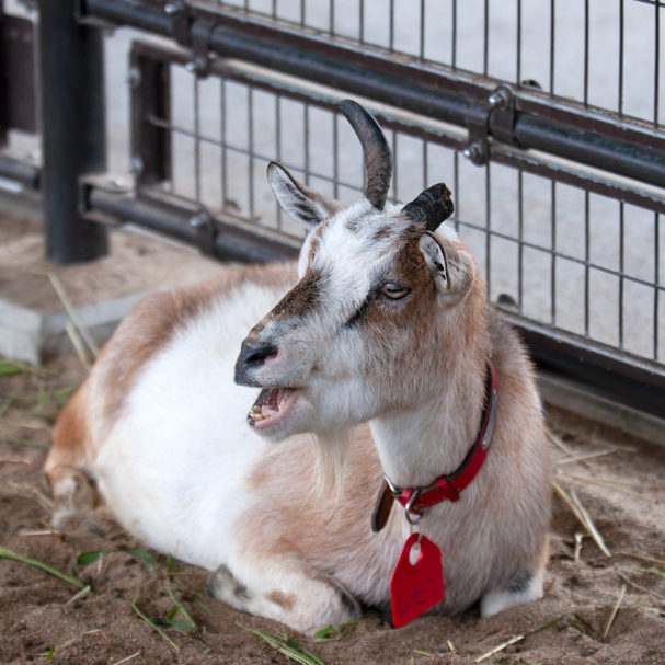 八木山動物公園 ヤギ（小）