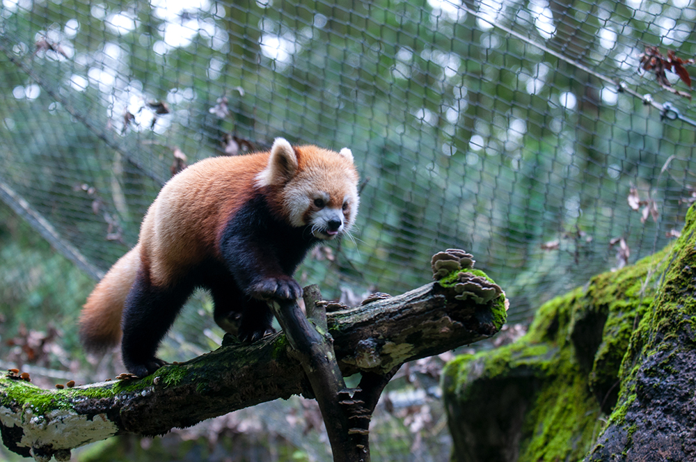 レッサーパンダ ララ（多摩動物公園）