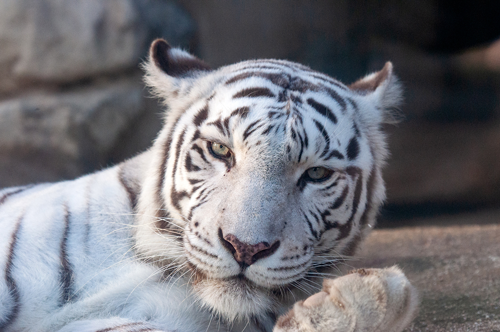 東武動物公園のとら