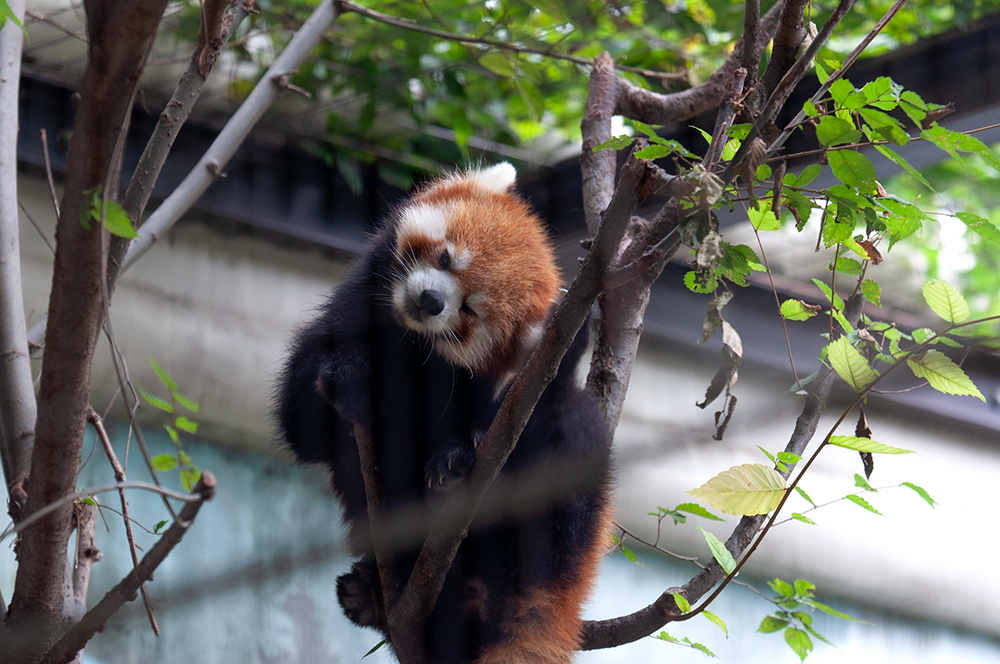 夢見ヶ崎動物公園 レッサーパンダ